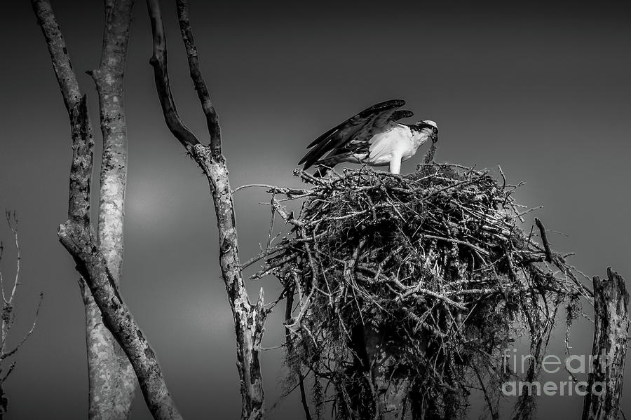Osprey Predator Bird #2 Black and White Photograph by Philip And Robbie Bracco