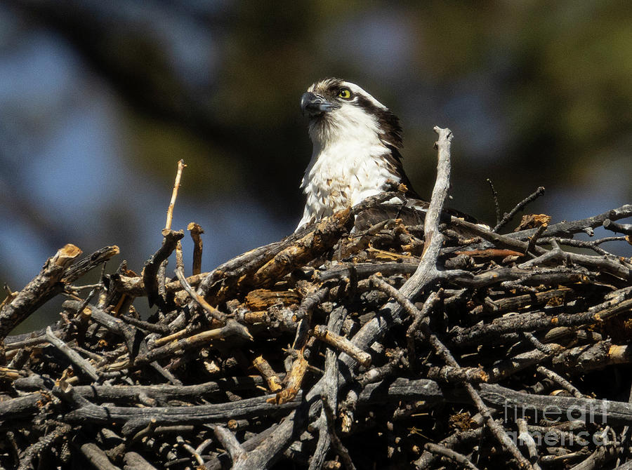 Osprey Preparing Her Nest Photograph by Steven Krull