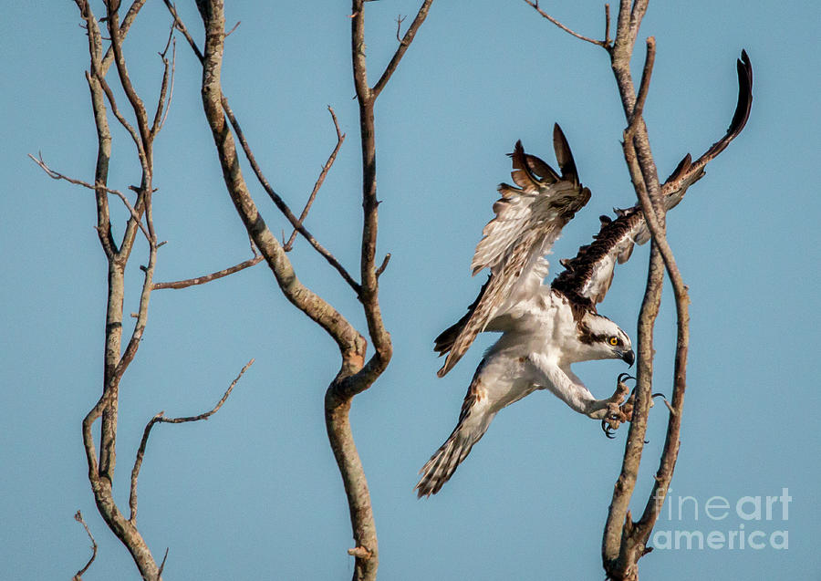 Osprey Reaching Photograph by Tom Claud