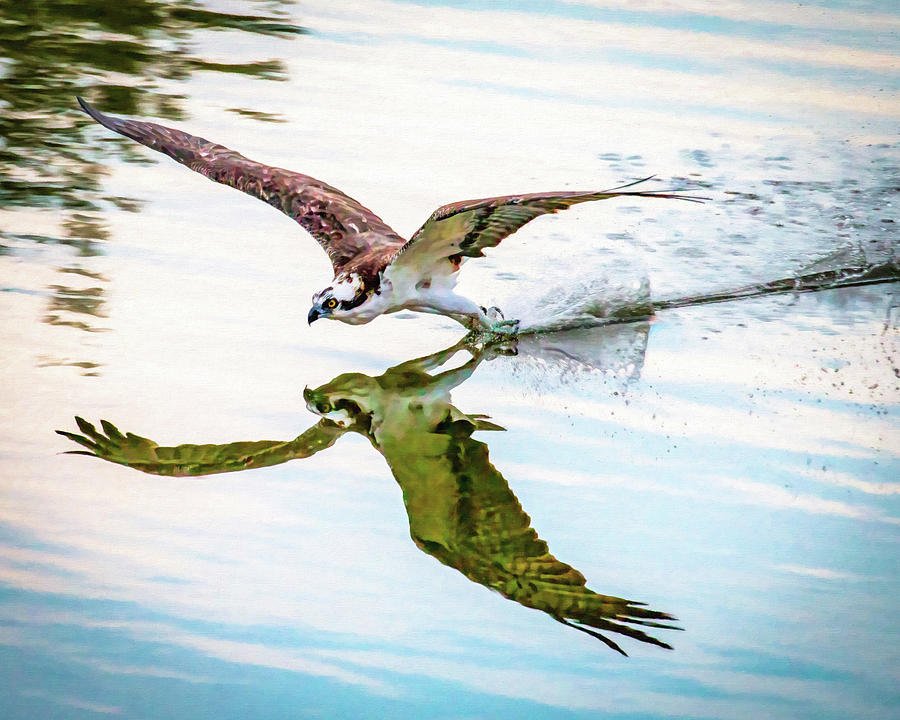 Osprey Reflection- painted effect Photograph by Joe Myeress