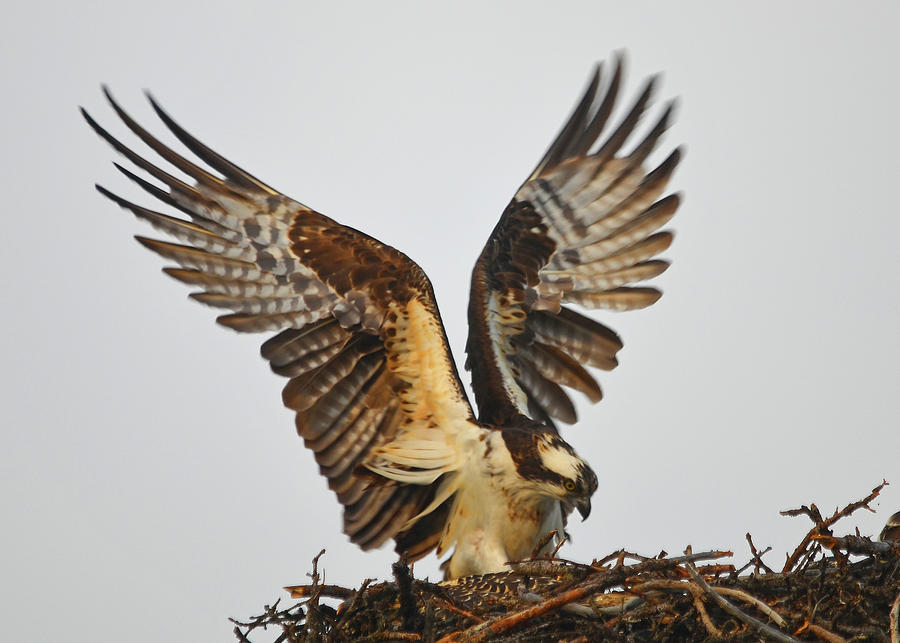 Osprey Photograph - Osprey Returns to the Nest by Curt Remington