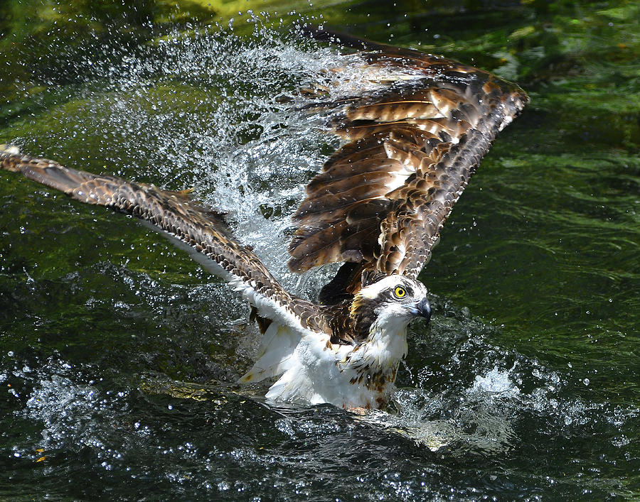 Osprey Rising Photograph by Stuart Harrison