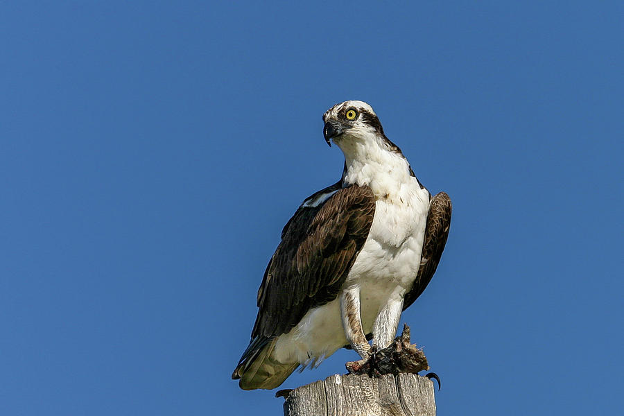 Osprey Photograph by Ronnie And Frances Howard
