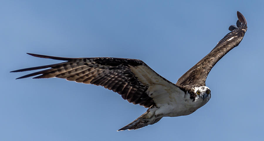 Osprey Scouting Photograph