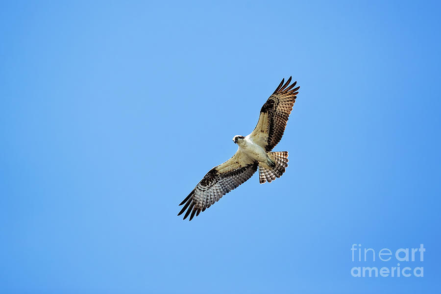 Osprey Searching for a Meal Photograph by Scott Pellegrin