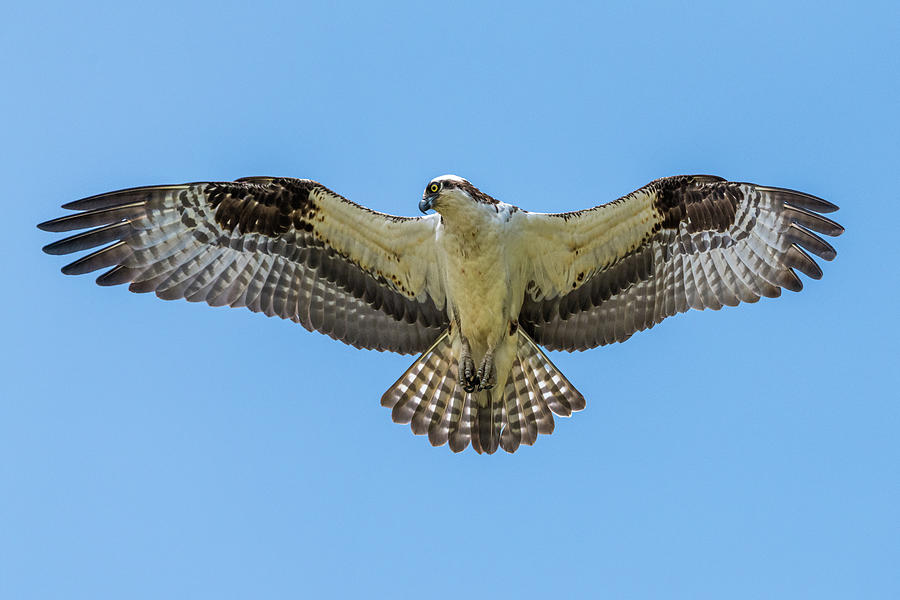 Osprey Searching For Prey Photograph