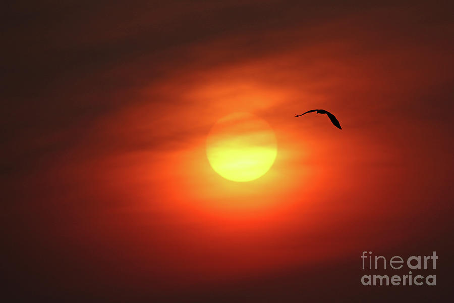 Osprey Silhouette Against Rising Sun 3613 Photograph by Jack Schultz