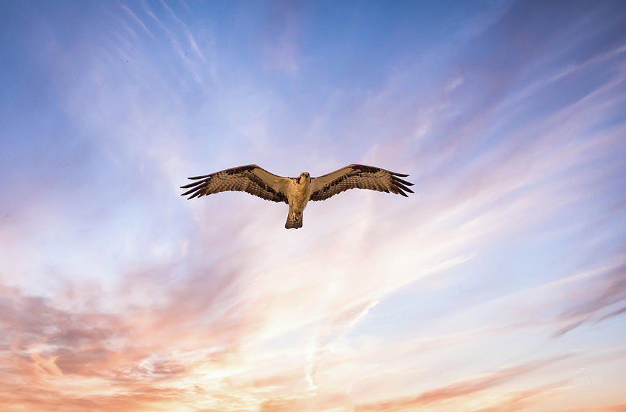 Osprey Skies Photograph by Bill Posner