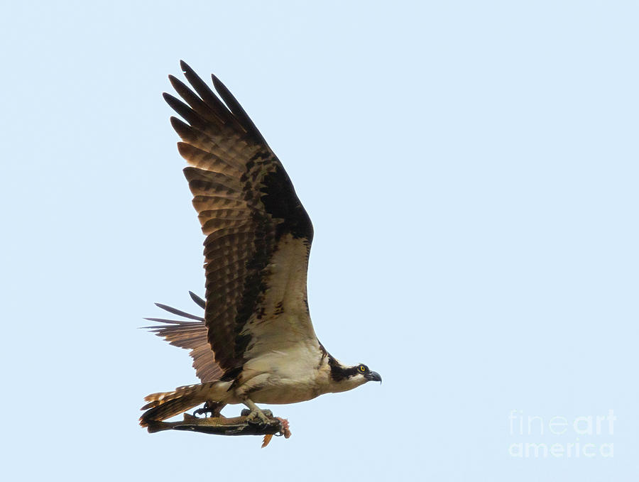Osprey Soaring And Fishing Photograph