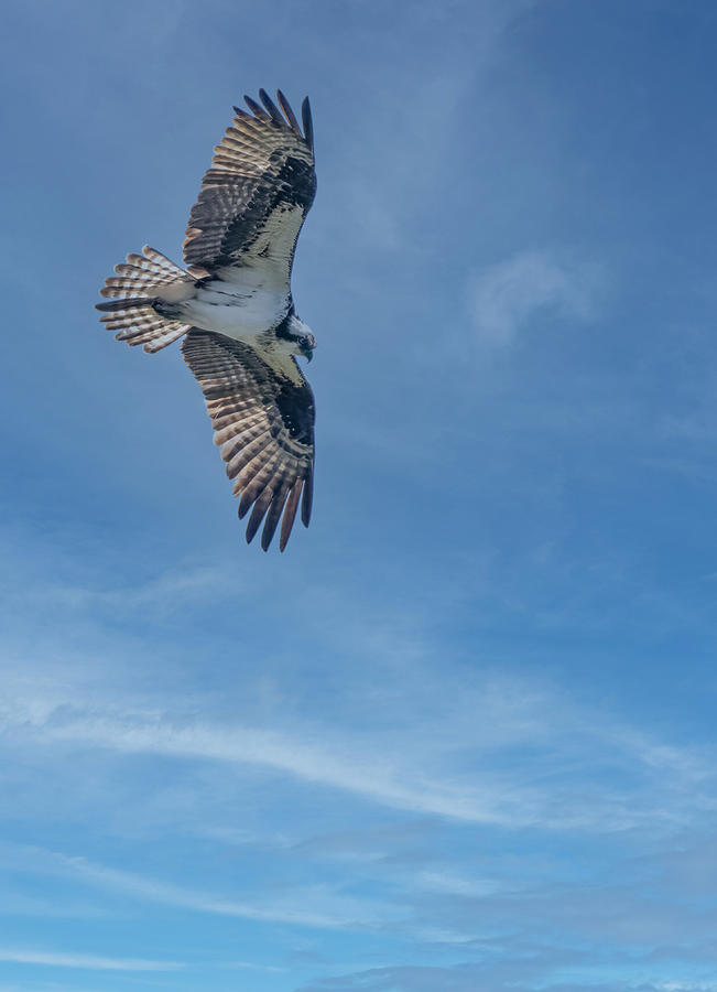 Osprey Soaring Over Pond Photograph by Jim Wilce
