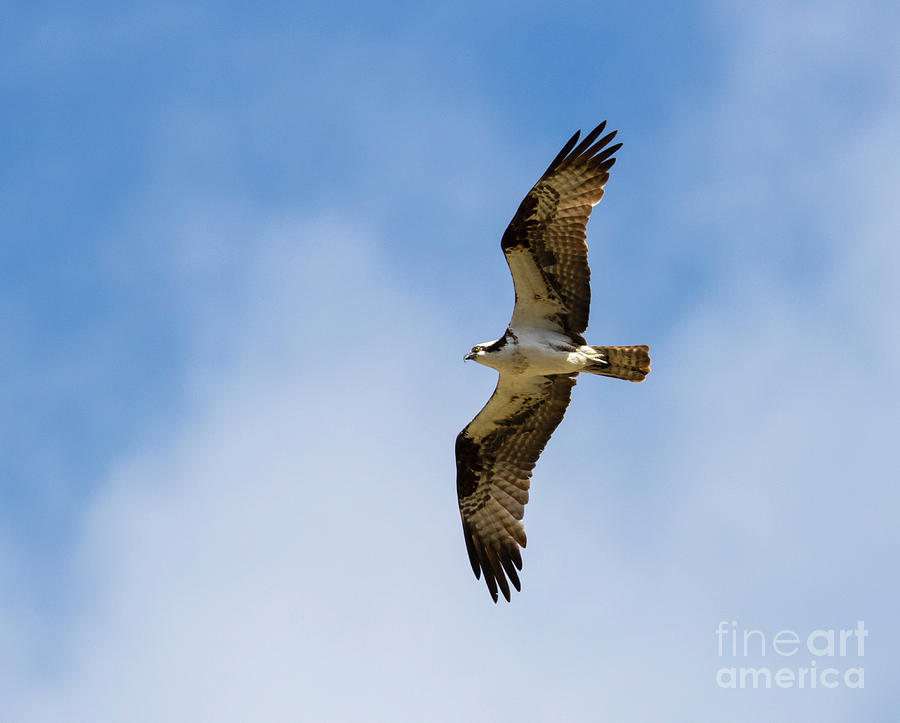 Osprey Soaring Overhead Photograph by Steven Krull
