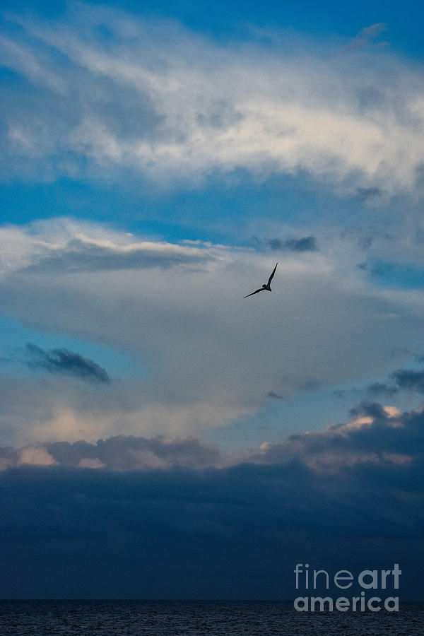 Osprey Soaring Through the Clouds 2 Photograph by Jacqueline Bergeron ...