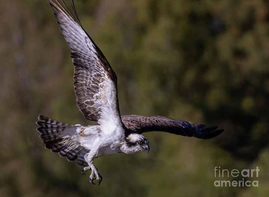 Osprey Spreading Wings in Eleven Mile Canyon Photograph by Steven Krull