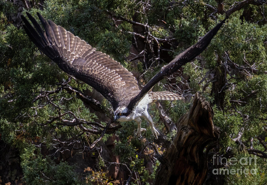 Osprey Spreading Wings in Waterton Canyon Photograph by Steven Krull