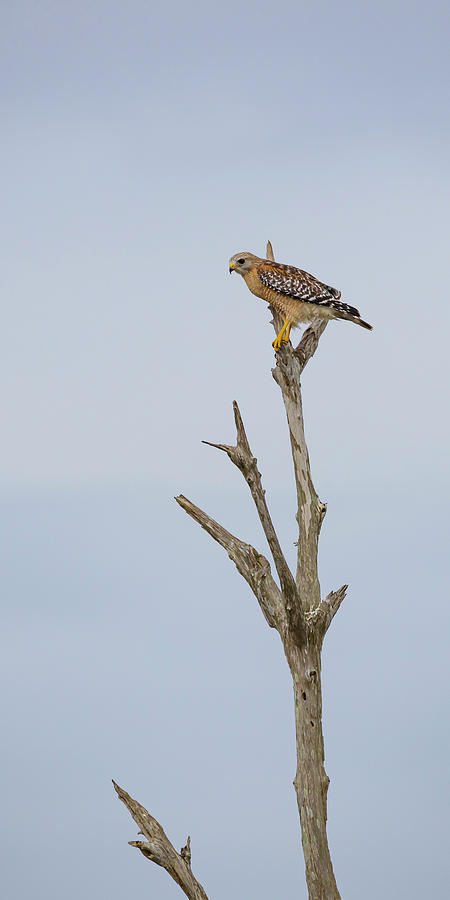 Osprey Stalking Photograph by Gordon Elwell