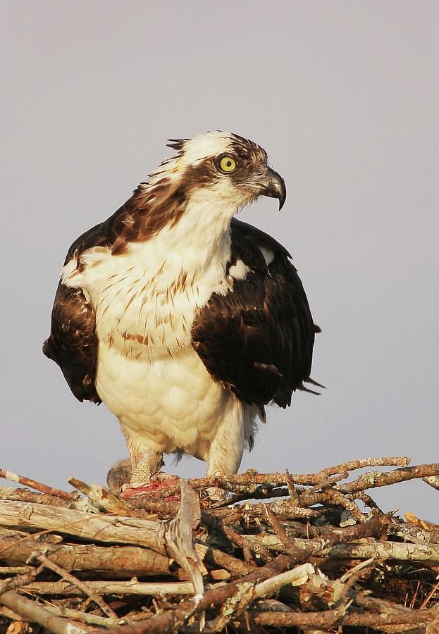 Osprey Standing On Nest Photograph
