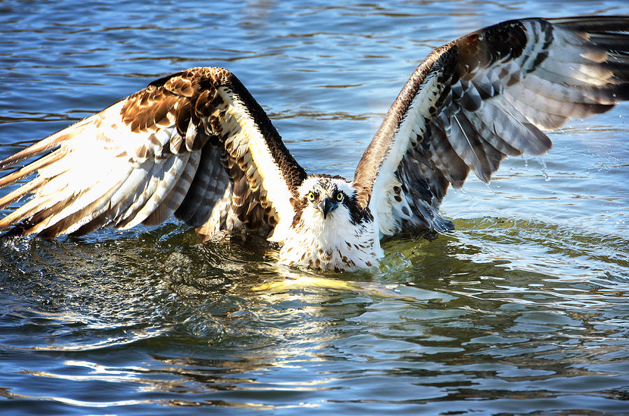 Osprey staring as he comes out of the water Photograph by Vicki Jauron, Babylon and Beyond Photography