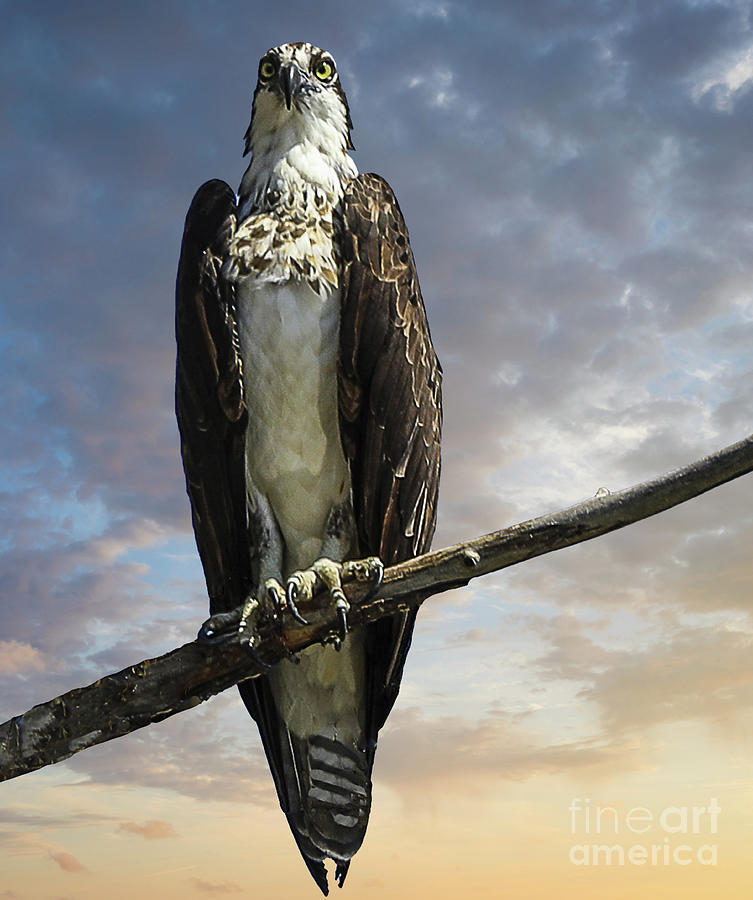 Osprey Sunset Photograph