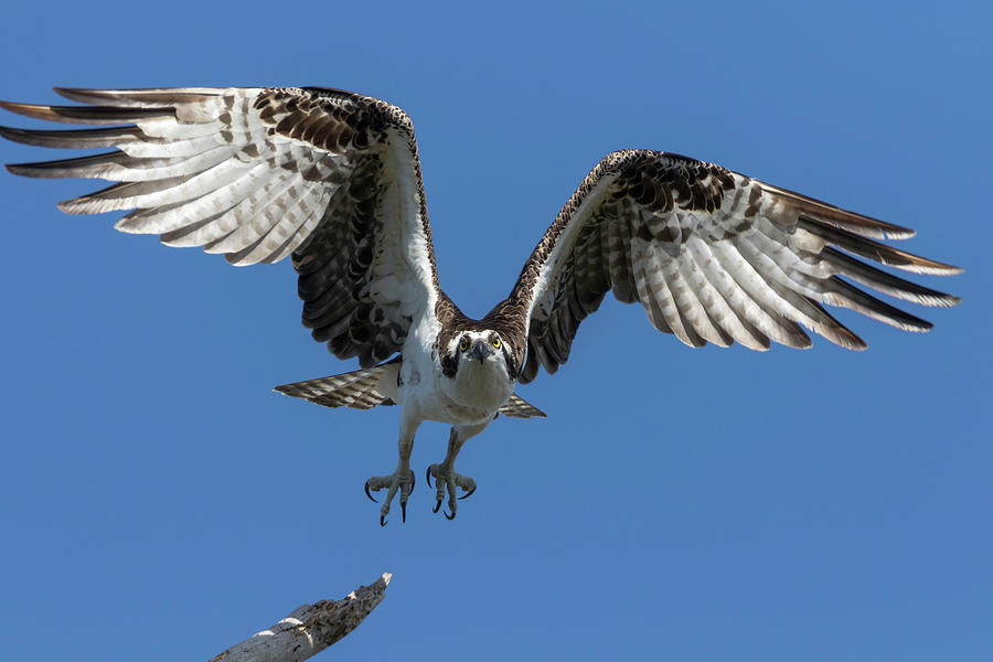 Osprey Take Off Photograph by Darrell Gregg - Pixels