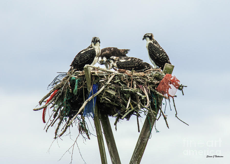 Osprey Take Out Dining Photograph by Steven Natanson