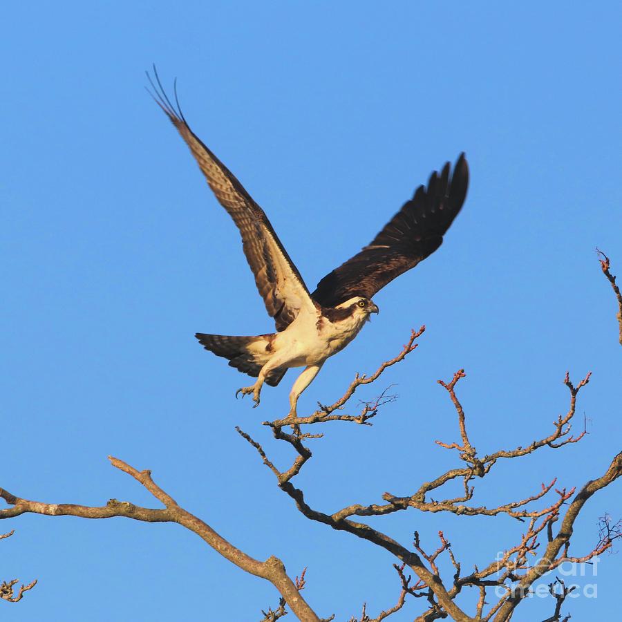 Osprey Takeoff Photograph by Karen Silvestri Osprey Takeoff Photograph by Karen Silvestri
