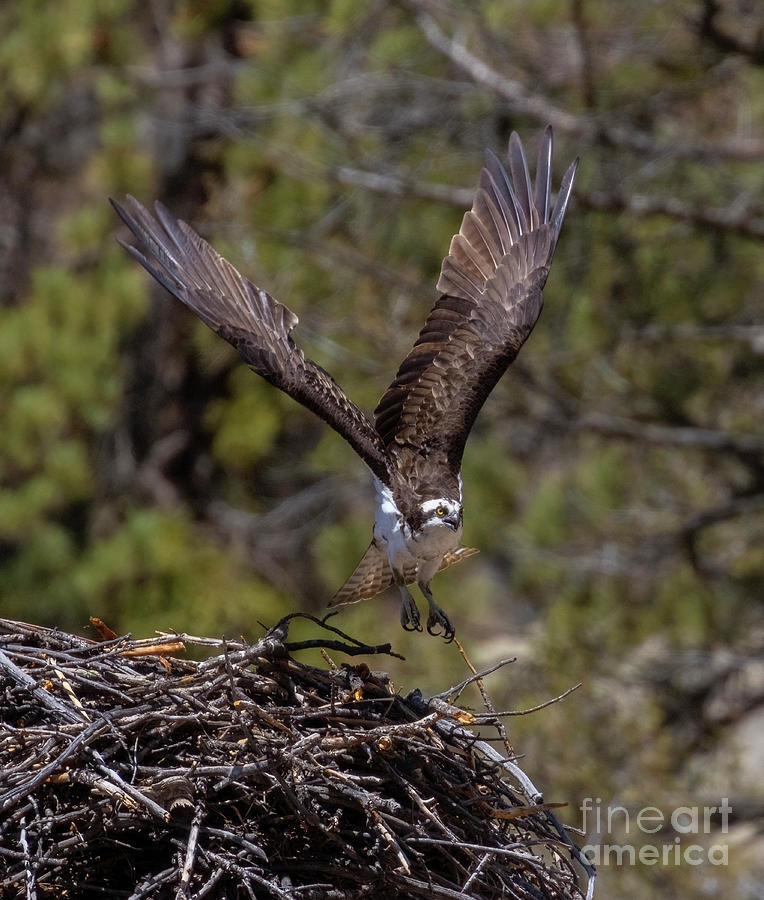 Osprey Taking A Flight Photograph