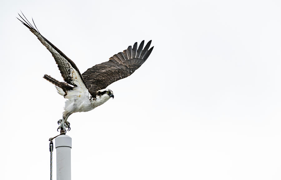 Osprey Photograph - Osprey Taking Flight by Bob VonDrachek