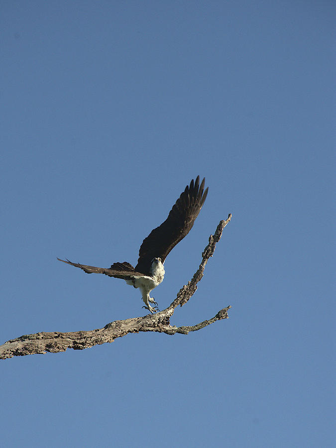 Osprey Taking Flight  Photograph by Christopher Mercer