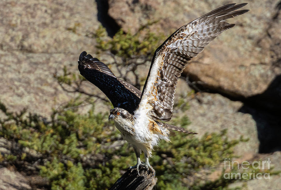 Osprey Taking Flight in Eleven Mile Photograph by Steven Krull