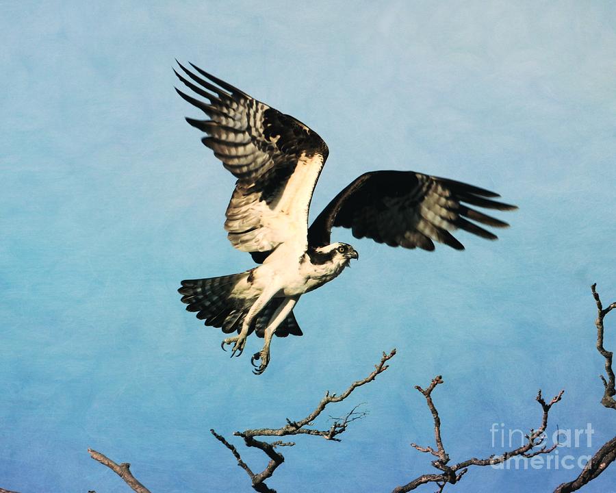 Osprey Taking Flight Photograph by Karen Silvestri