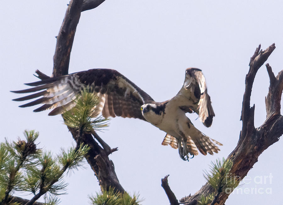 Osprey Taking Flight Photograph by Steven Krull Osprey Taking Flight Photograph by Steven Krull