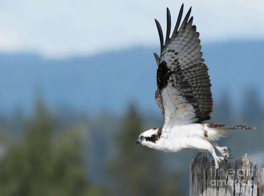 Osprey Taking Off Photograph by Kristine Anderson