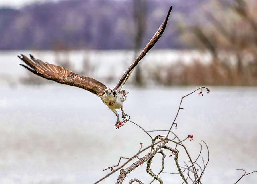 Osprey Taking off Photograph by Ron Grafe