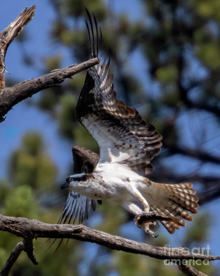 Osprey Taking off with a Fish Photograph by Steven Krull