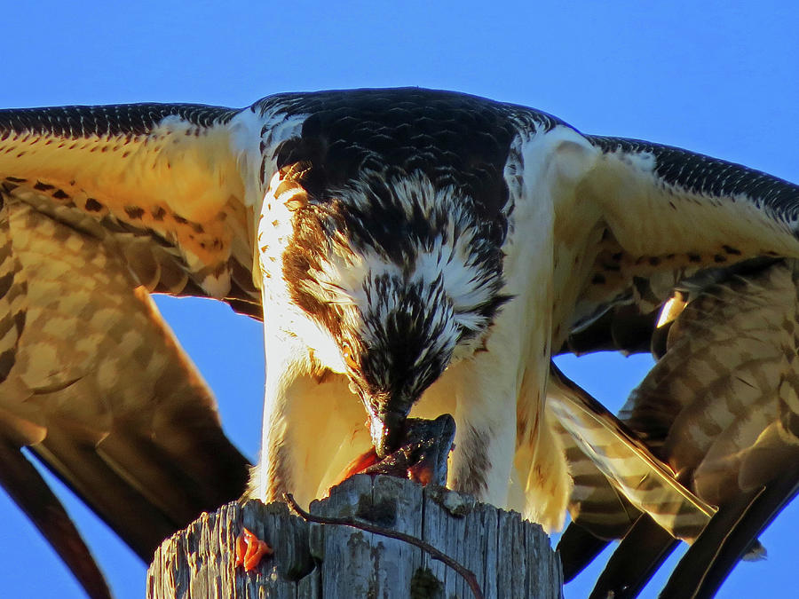 Osprey - The Breakfast Nook Photograph by Dianne Cowen Cape Cod Photography