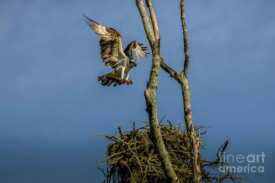 Osprey The Builder Photograph by Philip And Robbie Bracco