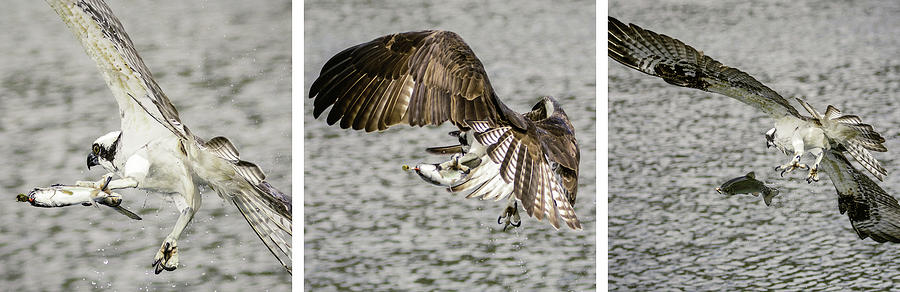 Osprey Thief Triptych  Photograph by Mike Lee