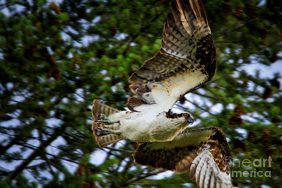 Osprey Photograph by Thomas Nay