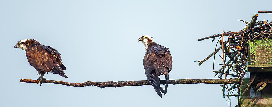 Osprey Troubles Photograph By John Chambers - Fine Art America