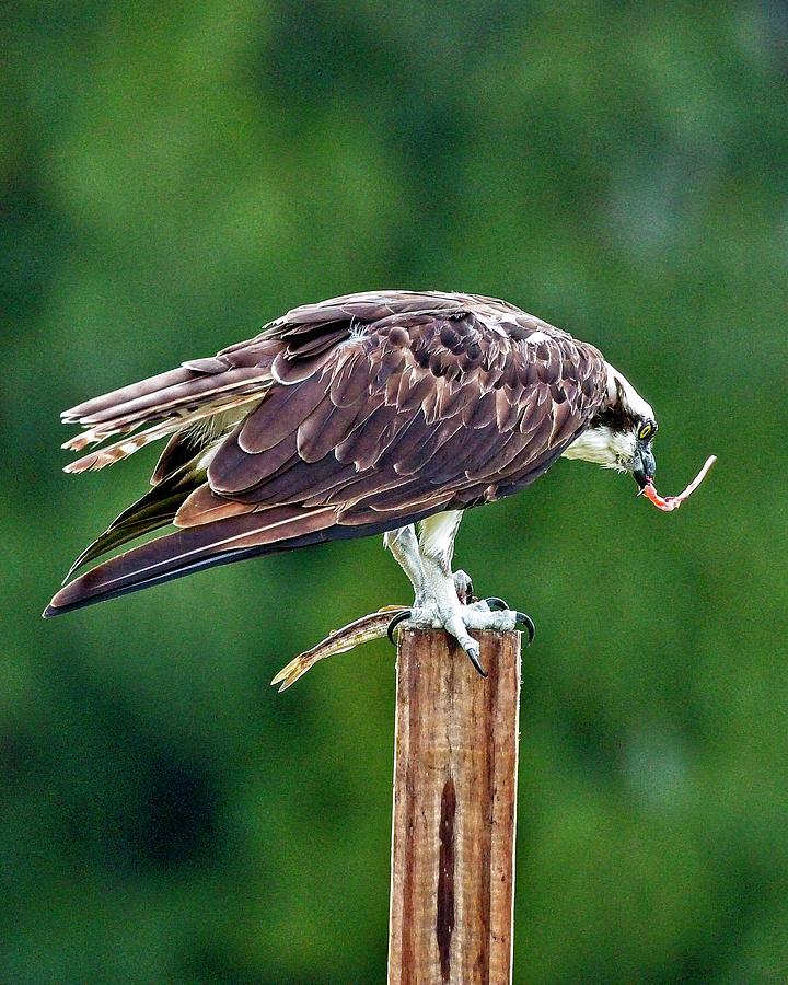Osprey Photograph - Osprey VS Mullet by John Bates Osprey Photograph - Osprey VS Mullet by John Bates