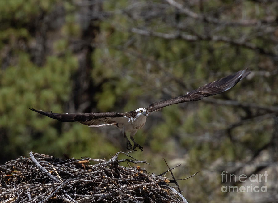 Osprey Winging Photograph by Steven Krull