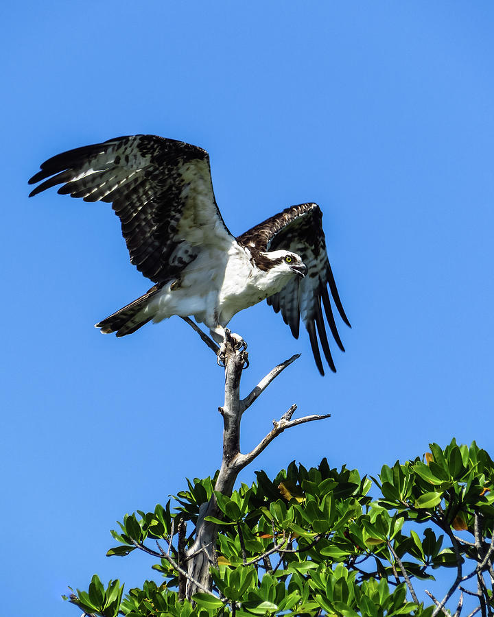 Osprey Wings Over Biscayne Photograph By Terri Morris Fine Art America