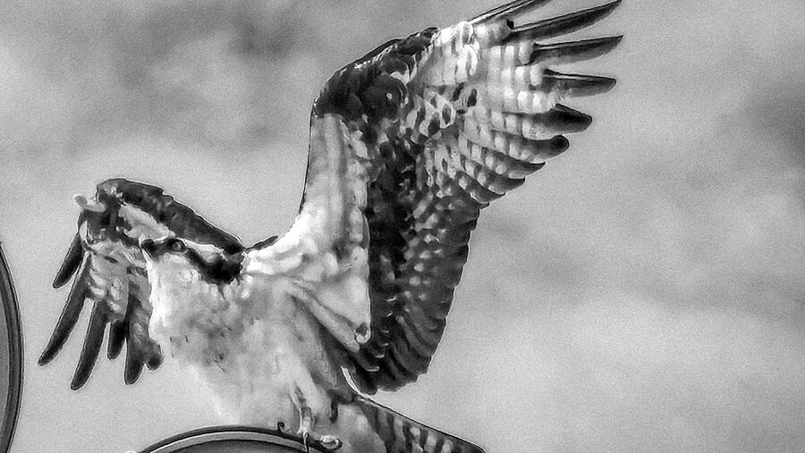 Osprey Wings Spread Bw Photograph