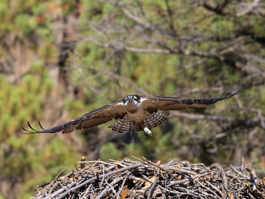 Osprey Wings Spread Photograph by Steven Krull