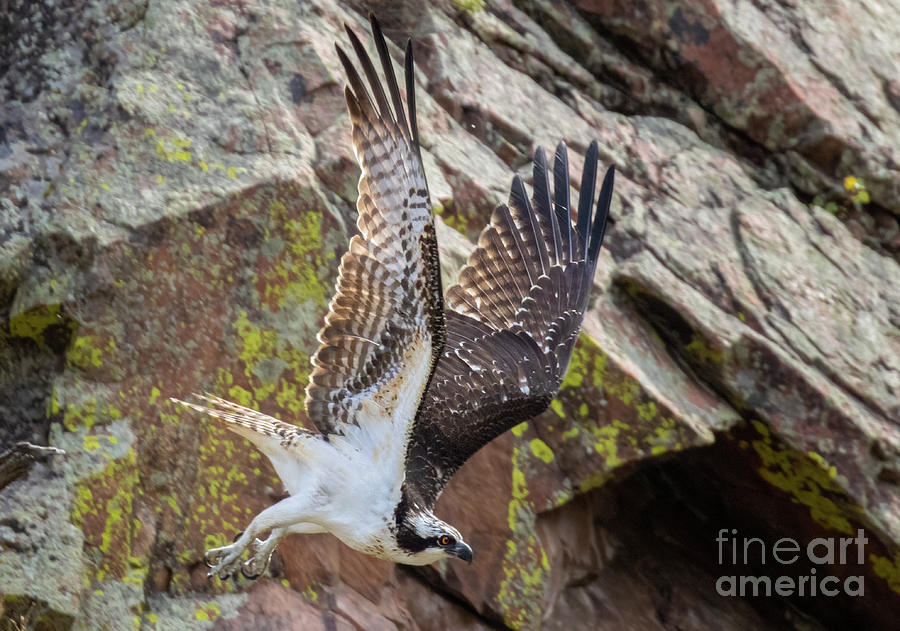 Osprey Wings Up In Waterton Photograph