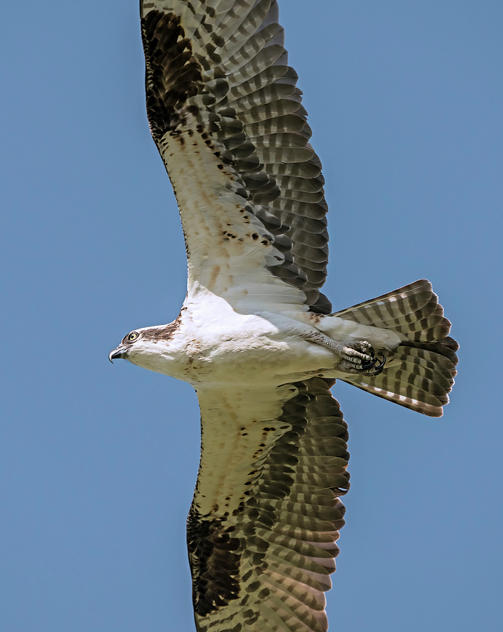 Osprey Wingspan Photograph by Loree Johnson