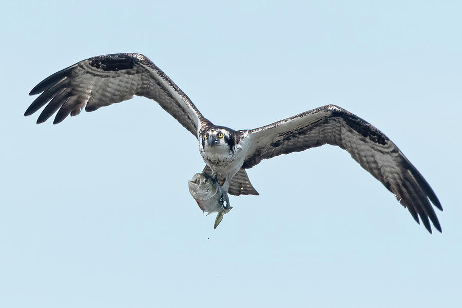 Osprey with a Catch Photograph by Scott Miller