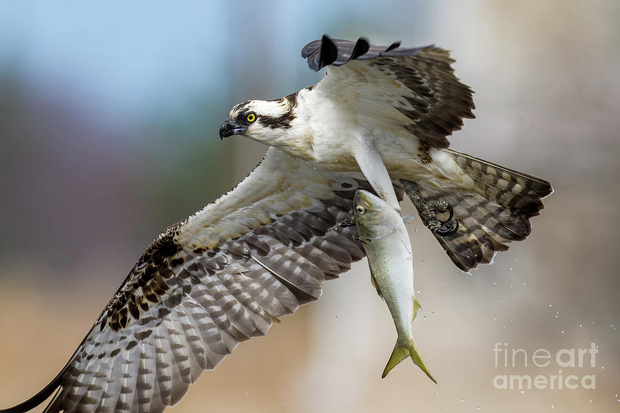 Osprey with a huge fish Photograph by Sam Rino