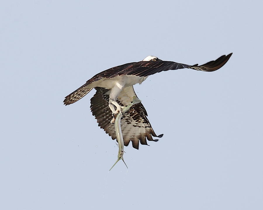 Osprey with a Needle Fish 2 Photograph by Mingming Jiang