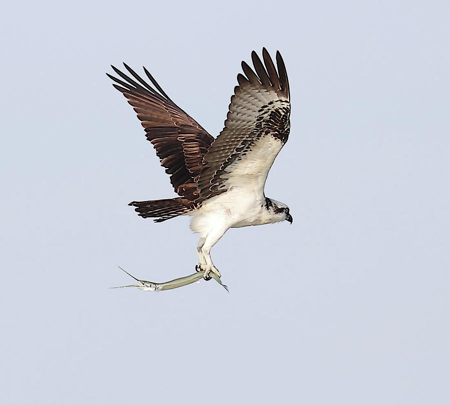 Osprey with a Needle Fish 3 Photograph by Mingming Jiang